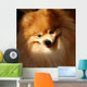 Pomeranian Dog Wall Mural