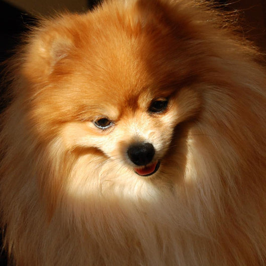 Pomeranian Dog Wall Mural