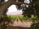 California Winery Wall Mural