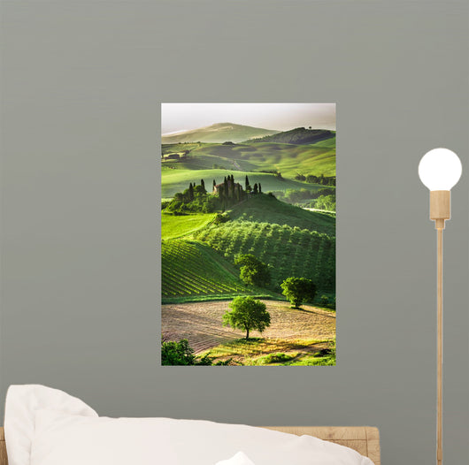 Farm Olive Groves and
