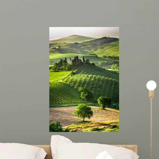 Farm Olive Groves and
