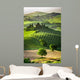 Farm Olive Groves and