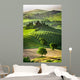 Farm Olive Groves and