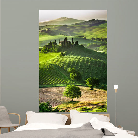 Farm Olive Groves and