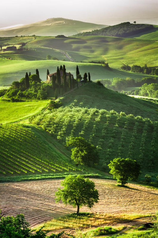Farm Olive Groves and