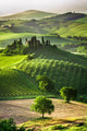 Farm Olive Groves and