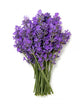 bunch of lavender isolated on white Wall Decal