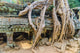 Giant Tree Roof