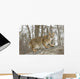 Bobcat in Winter Wall Mural