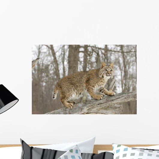 Bobcat in Winter Wall Mural