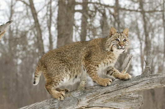Bobcat in Winter Wall Mural