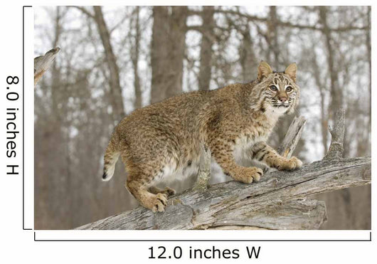 Bobcat in Winter Wall Mural