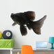 Black Goldfish White Wall Mural