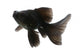Black Goldfish White Wall Mural