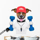Fitness Dog
