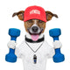 Fitness Dog