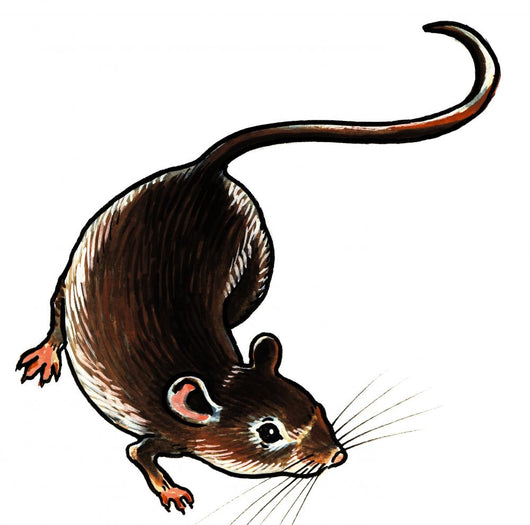 One Adult Rat on the Ground Wall Decal
