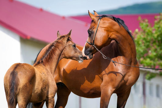 Mare and Foal Standing Wall Mural