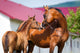 Mare and Foal Standing Wall Mural