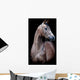 Gray Horse Head Black Wall Mural