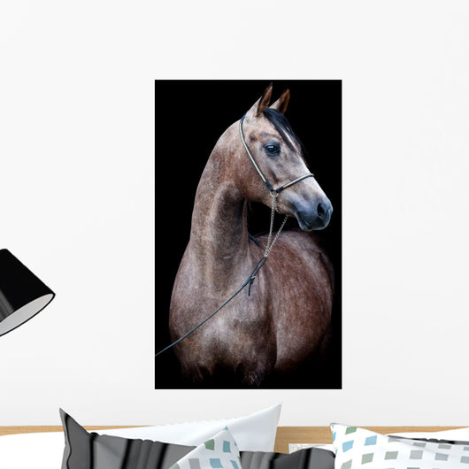 Gray Horse Head Black Wall Mural