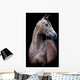Gray Horse Head Black Wall Mural