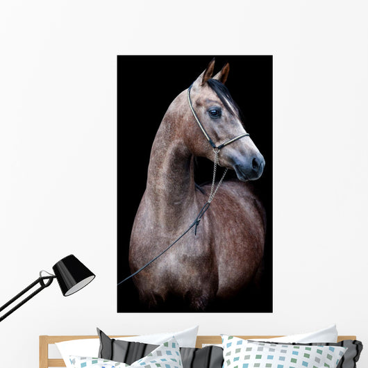 Gray Horse Head Black Wall Mural