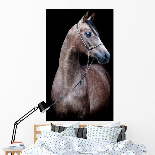 Gray Horse Head Black Wall Mural