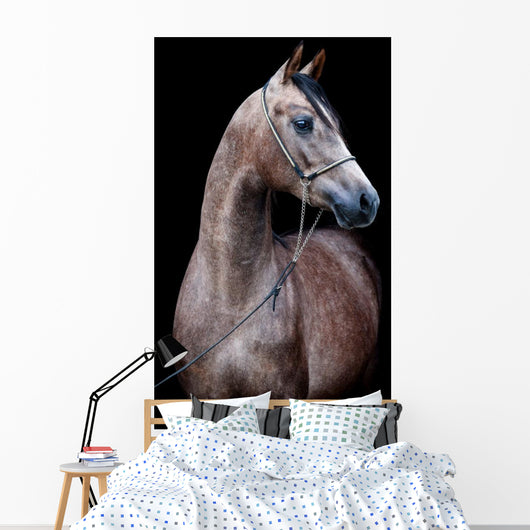 Gray Horse Head Black Wall Mural