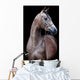 Gray Horse Head Black Wall Mural