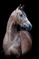 Gray Horse Head Black Wall Mural