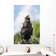 Golden Eagle, Assiniboine Park Zoo Wall Mural