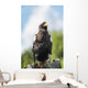 Golden Eagle, Assiniboine Park Zoo Wall Mural