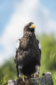 Golden Eagle, Assiniboine Park Zoo Wall Mural