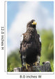 Golden Eagle, Assiniboine Park Zoo Wall Mural