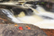 Red maple leaves on rock at Stubb's Falls Wall Mural