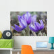 Crocus Wall Mural