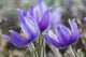 Crocus Wall Mural