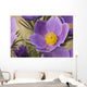 Crocus Wall Mural