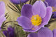 Crocus Wall Mural