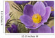 Crocus Wall Mural