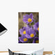 Purple crocus Wall Mural
