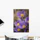 Purple crocus Wall Mural