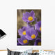 Purple crocus Wall Mural