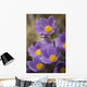 Purple crocus Wall Mural