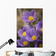 Purple crocus Wall Mural