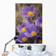 Purple crocus Wall Mural