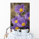 Purple crocus Wall Mural