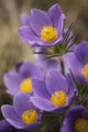 Purple crocus Wall Mural