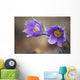 Purple crocus Wall Mural